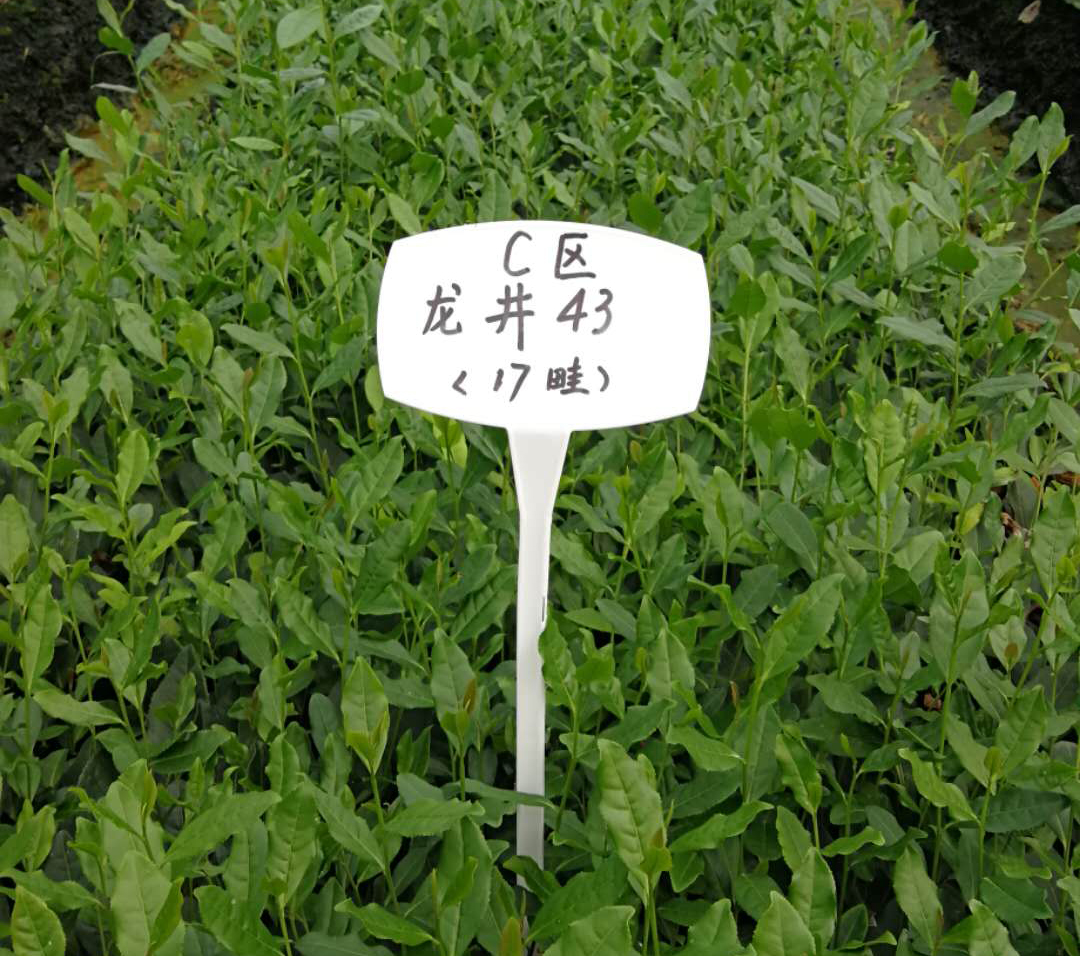 雨量對(duì)茶葉的影響？